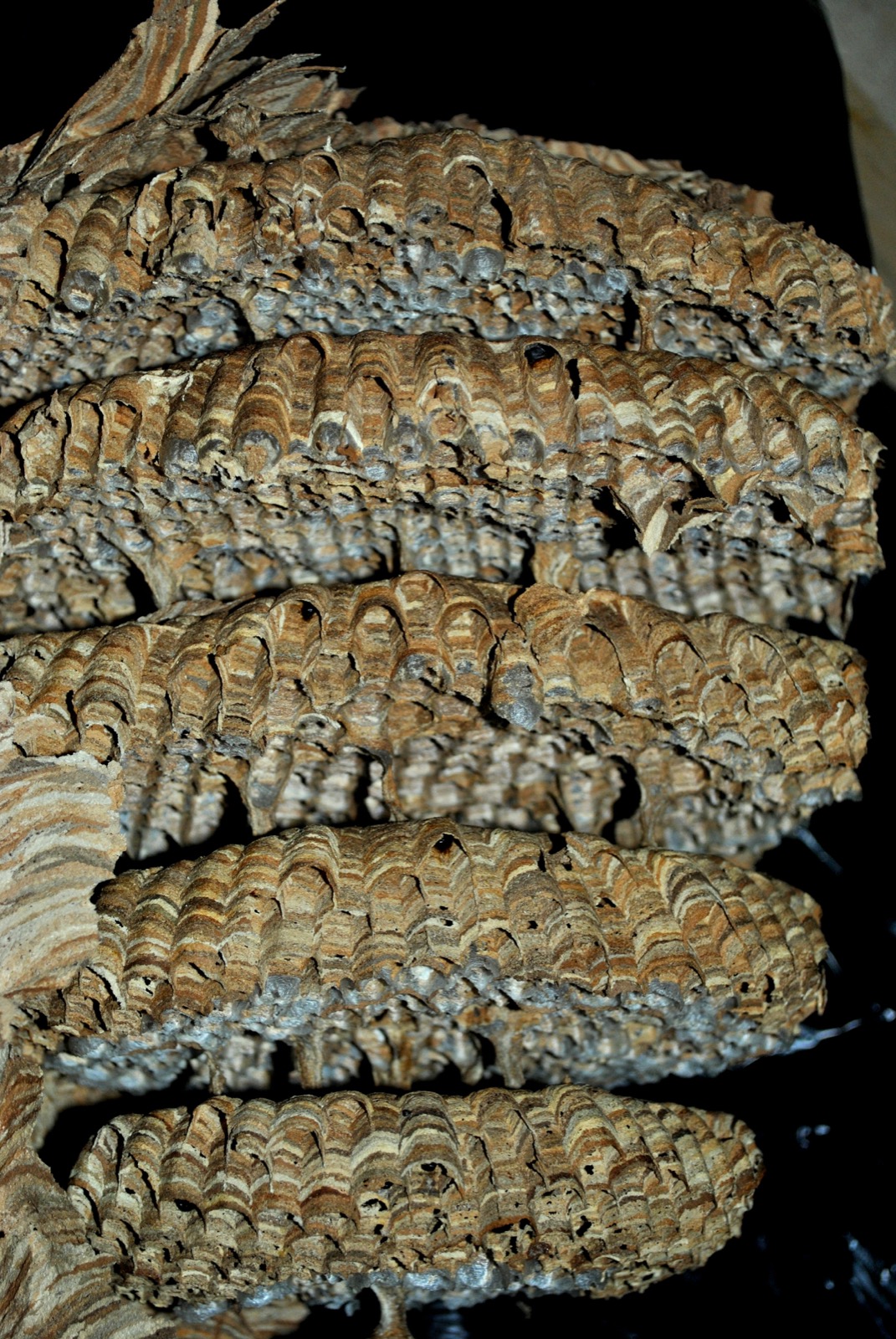 Vue rapprochée d'un nid de frelons avec fibres apparentes
