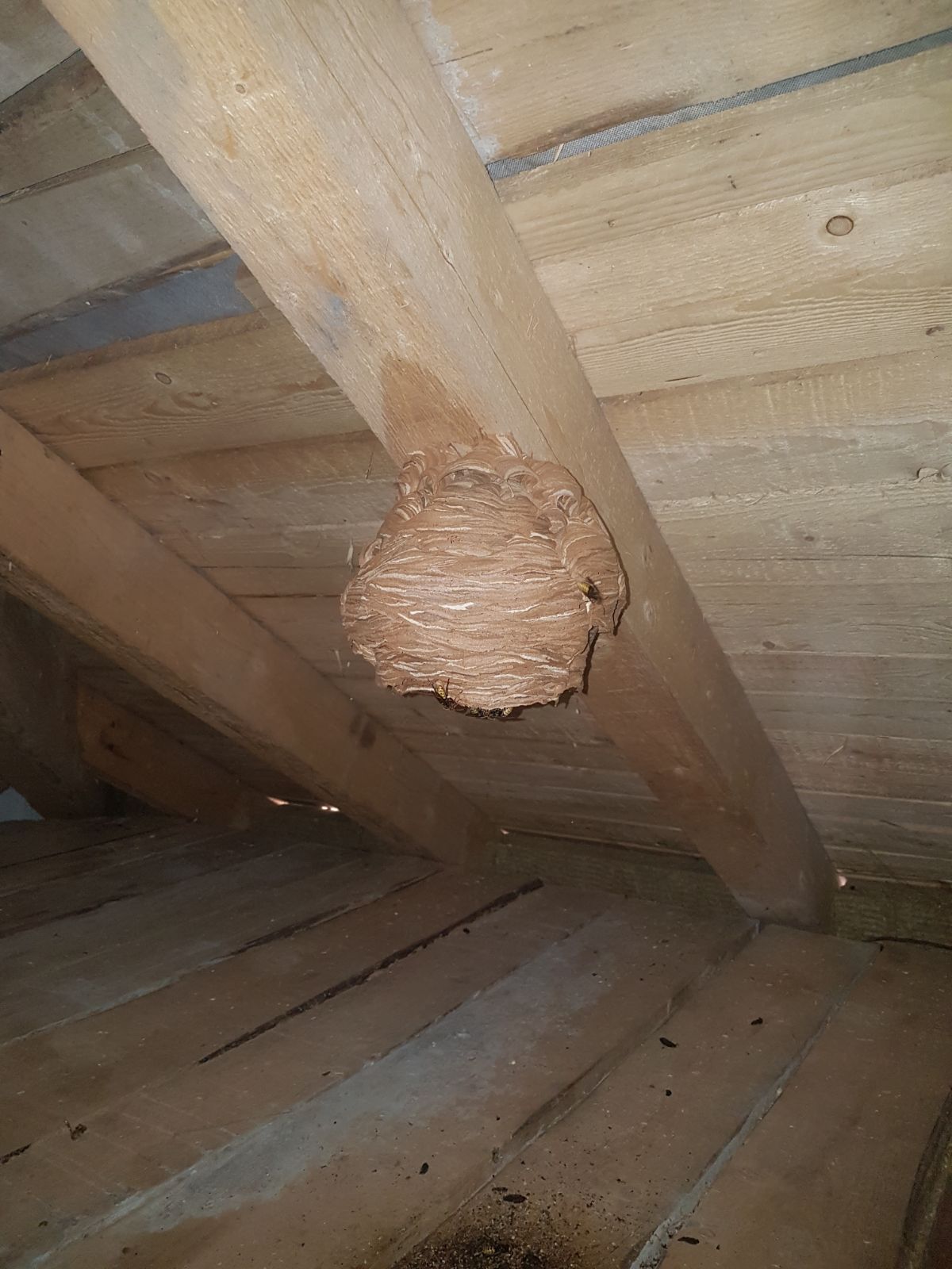 Nid de frelons fixé à une structure en bois